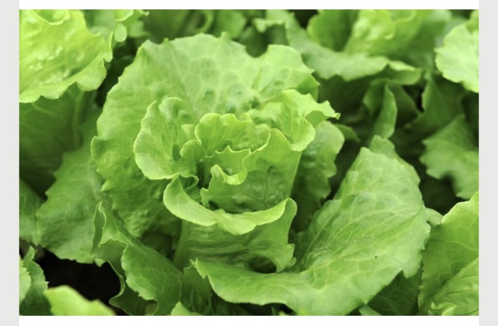 Lechuga