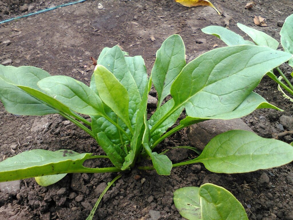 Espinacas